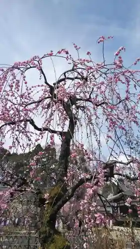 北野天満宮の自然