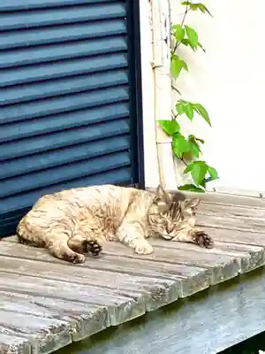 大杉神社(茨城県)