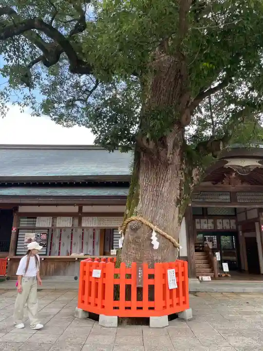 宇佐神宮(大分県)