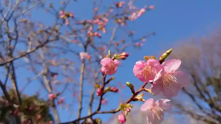 鳩森八幡神社の自然