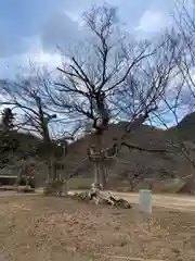 新宮八幡神社の自然