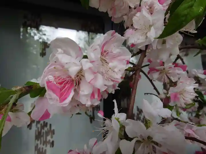 素盞雄神社の自然