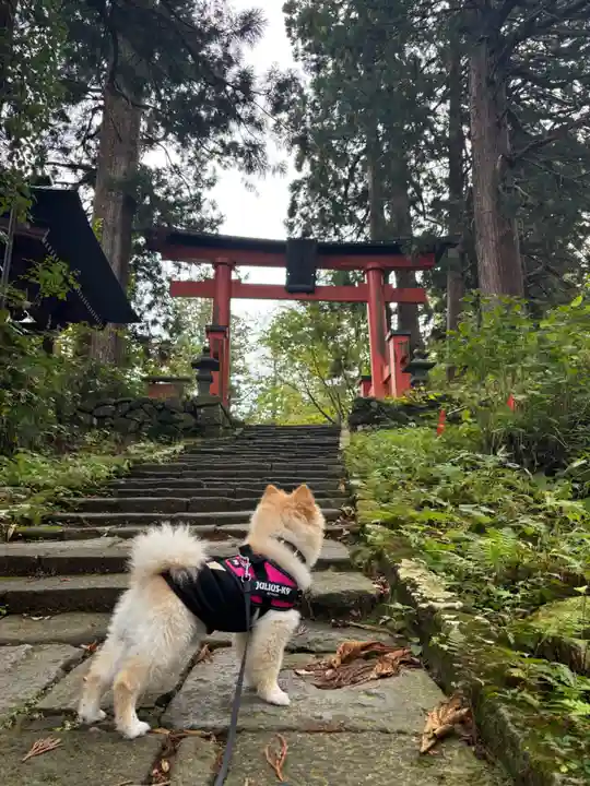 羽黒山五重塔(出羽三山神社)(山形県)