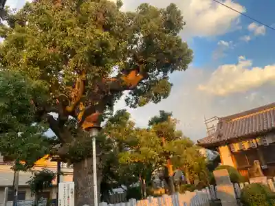 伯太神社(大阪府)