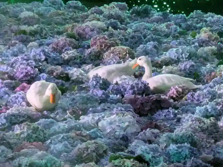 楽法寺(雨引観音)の動物