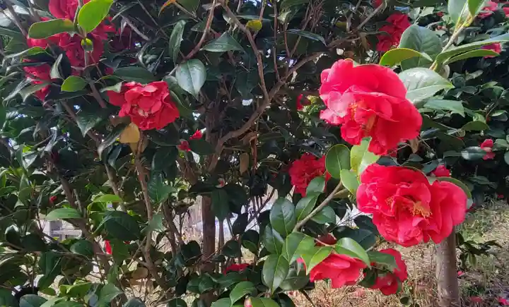 松山神社(愛媛県)