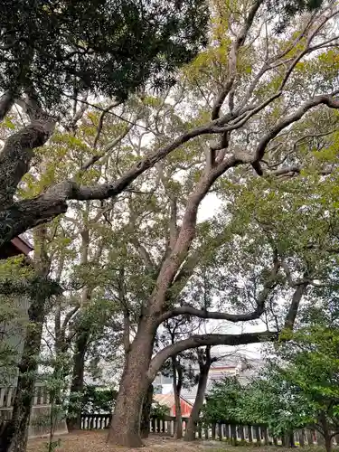 岐佐神社の自然