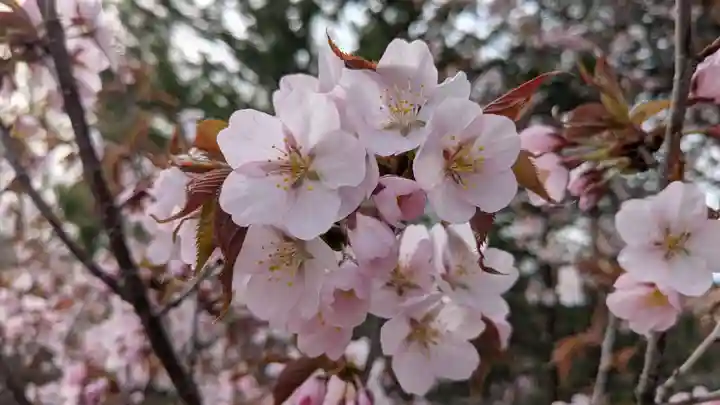 鷹栖神社の自然