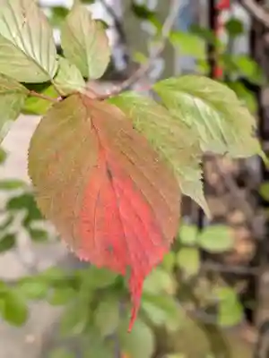 鳩森八幡神社(東京都)
