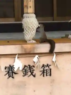 石山神社の動物