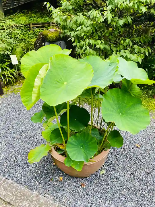 岡寺(龍蓋寺)の自然