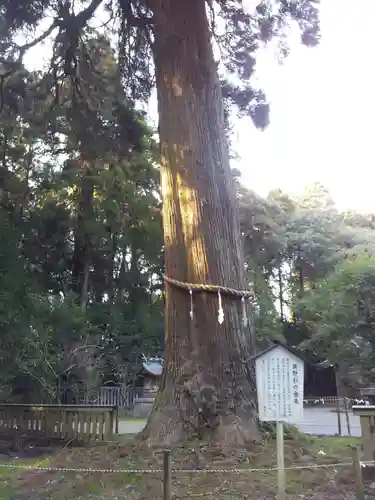 狭野神社の自然