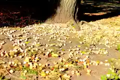 三津厳島神社の自然