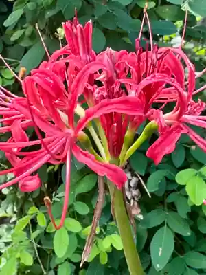 勝念寺（かましきさん）(京都府)