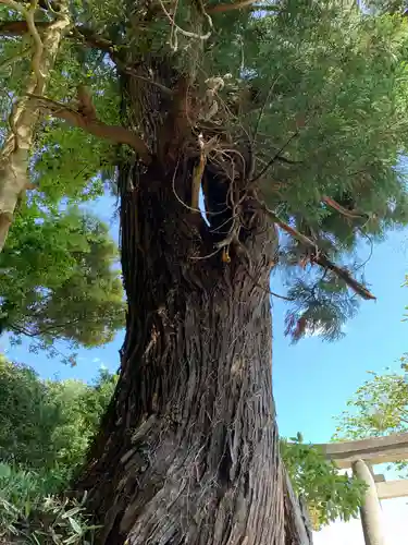 八雲神社の自然