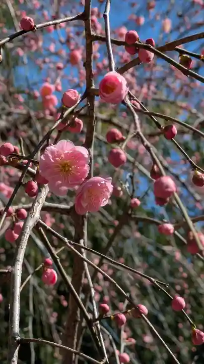 蛭子島神社(京都府)