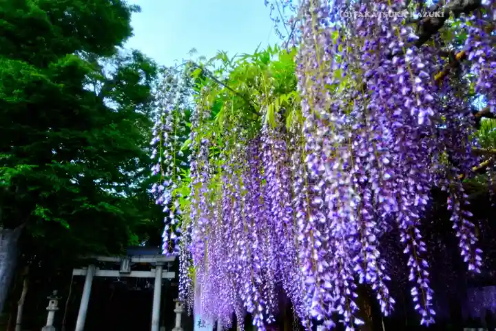 日吉神社(東京都)