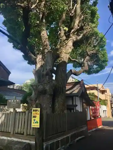 楠大神の自然