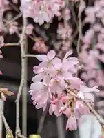 平等寺(因幡堂)(京都府)