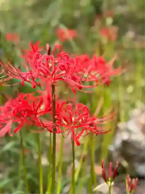 仏隆寺(奈良県)