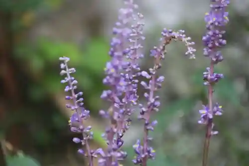 田村神社の自然