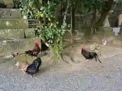 石上神宮の動物