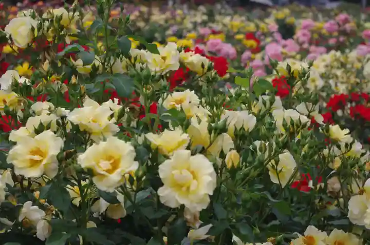 武州与野天祖神社の自然