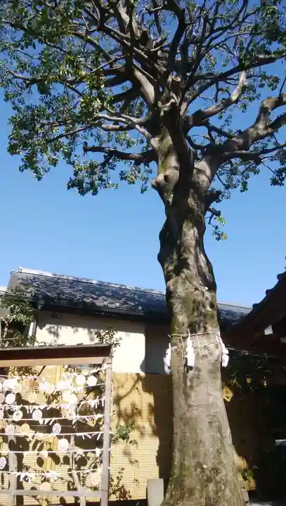 蛇窪神社の自然