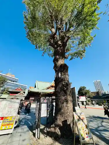 神田神社（神田明神）の自然