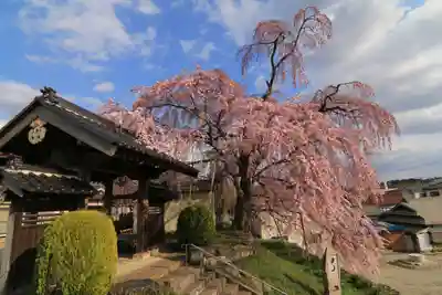 長興寺の山門・神門