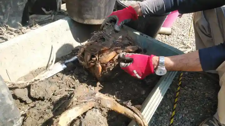 浄土宗 光明山 大蓮寺(照曜会館)の自然