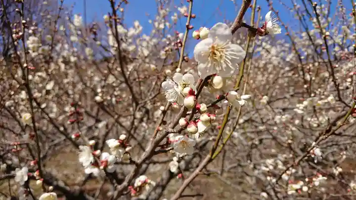 筑波山神社の自然