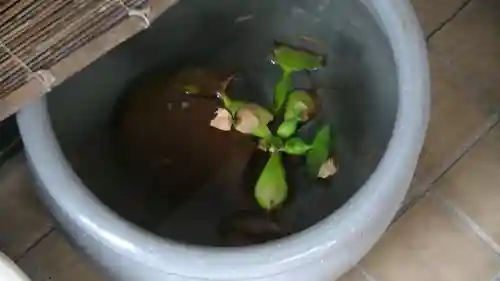 日吉八王子神社の動物