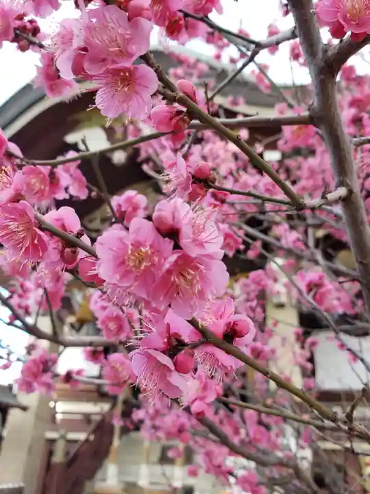 諏訪神社(東京都)