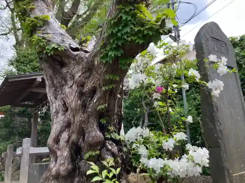由比若宮（元鶴岡八幡宮）(神奈川県)