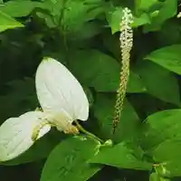 牛嶋天満宮の自然
