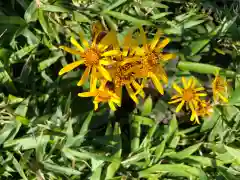 箱根元宮の自然