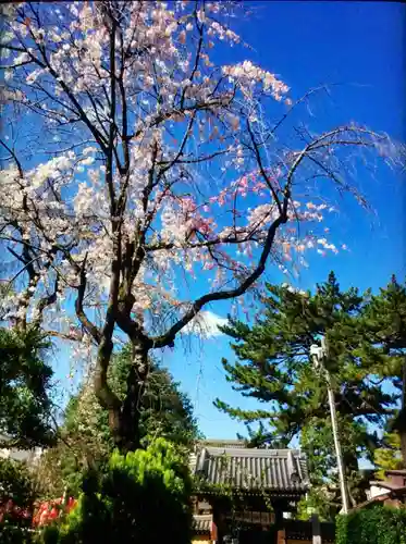 玄国寺(東京都)