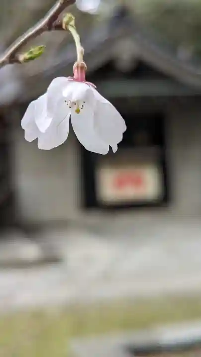 岡崎神社の自然