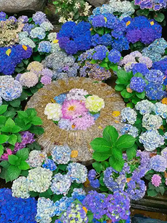 岡寺(龍蓋寺)(奈良県)