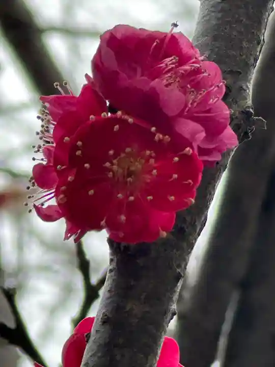 芝東照宮の自然