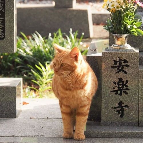 天王山 安楽寺の猫