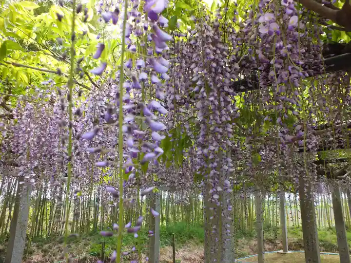 志那神社の自然