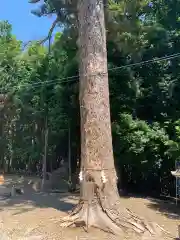 滑川神社 - 仕事と子どもの守り神の自然