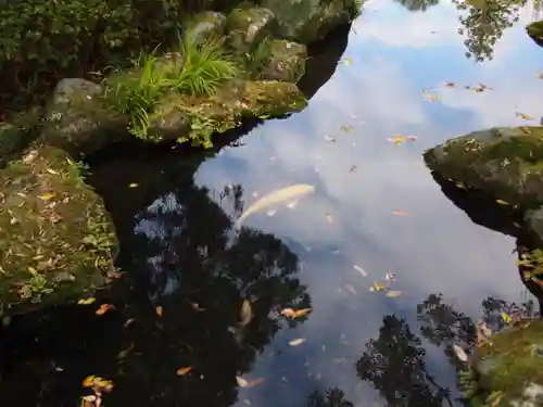 大井神社の自然