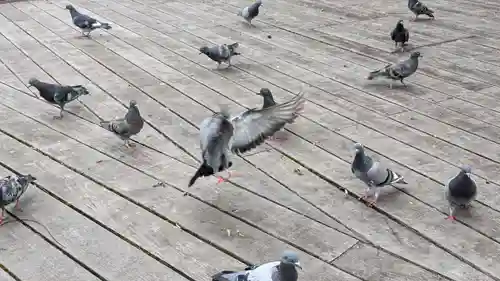 上川神社頓宮の動物
