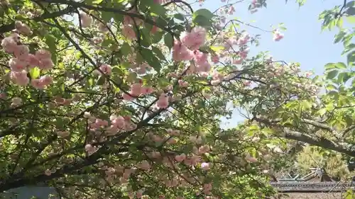 平野神社の自然