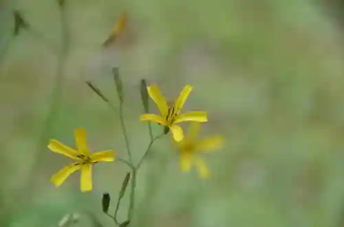 長命寺の自然