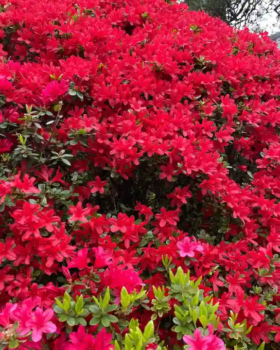 岩槻久伊豆神社(埼玉県)