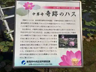 白山神社の{uncategorized: "未分類", other: "その他", undefined: "問題あり", building: "その他建物", grave: "お墓", sacred_gate: "鳥居", guardian: "狛犬", statue: "像", buddha: "仏像", history: "歴史", nature: "自然", garden: "庭園", animal: "動物", pagoda: "塔", temizu: "手水舎", mountain_gate: "山門・神門", sanctuary: "本殿・本堂", subordinate: "末社・摂社", art: "芸術", scenery: "景色", jizo: "地蔵", ema: "絵馬", goshuin: "御朱印", omikuji: "おみくじ", items: "授与品その他", amulet: "お守り", goshuincho: "御朱印帳", eats: "食事", festival: "お祭り", votive_dance: "神楽", shichigosan: "七五三参", wedding: "結婚式", experience: "体験その他", initially: "初詣", around: "周辺", anti_infection: "感染症対策"}